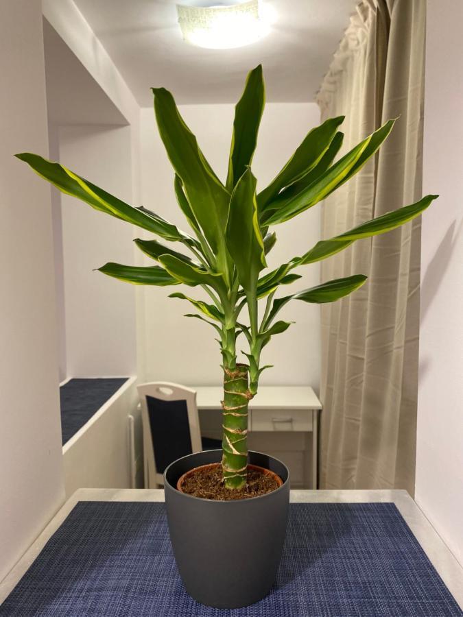 Take Pro Timisoara Apartment Dış mekan fotoğraf